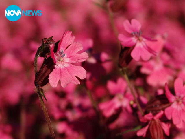 Пролетно красиво