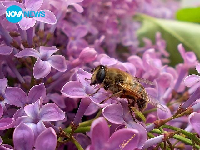 Ухание на люляк