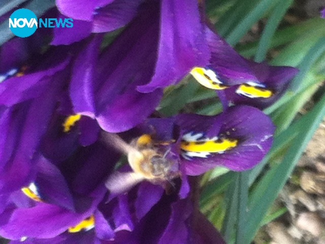 Пролет в с. Драгижево