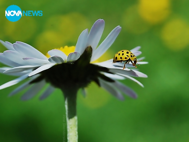 В тон с пролетта