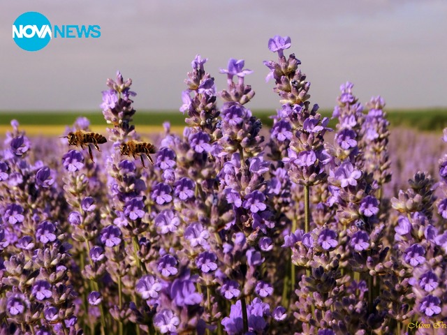 Пролет в лила...