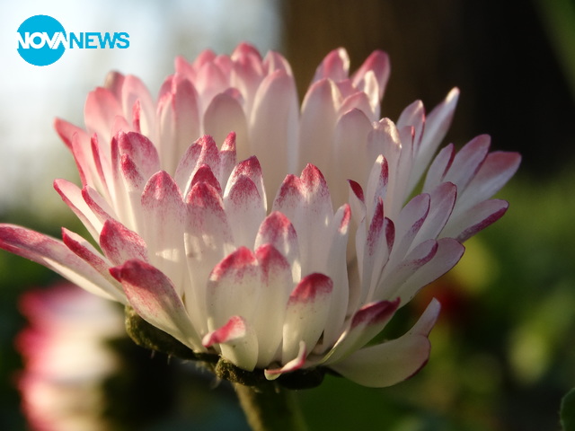 Пролетна нежност