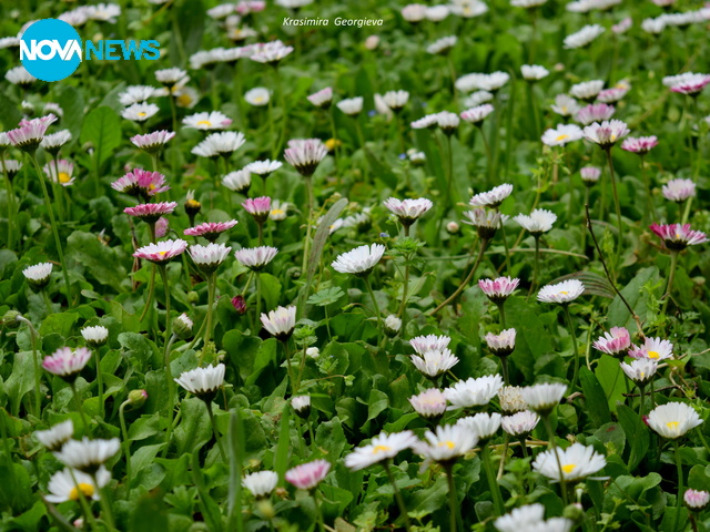 Пролетна полянка