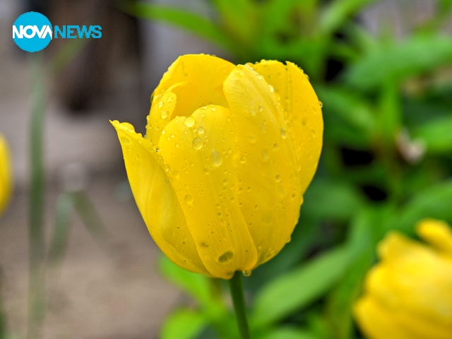 Цветя след дъжда в Кюстендил
