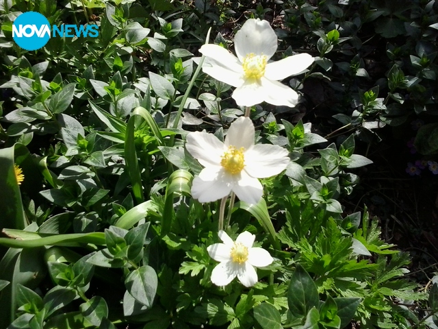 Три за щастие!