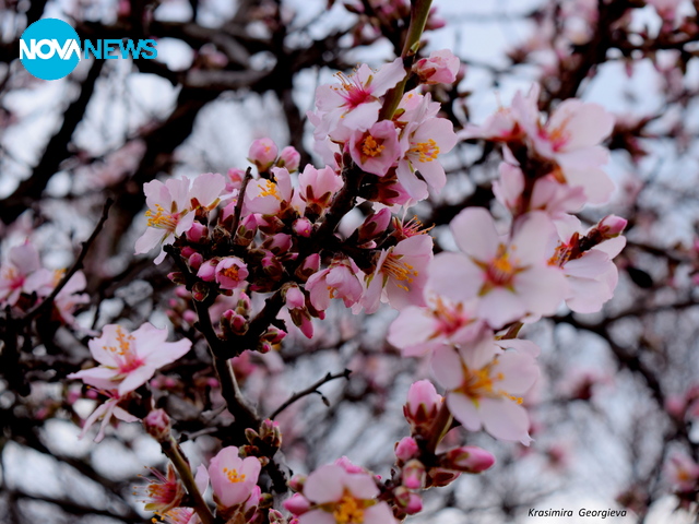 Бадемите цъфтят