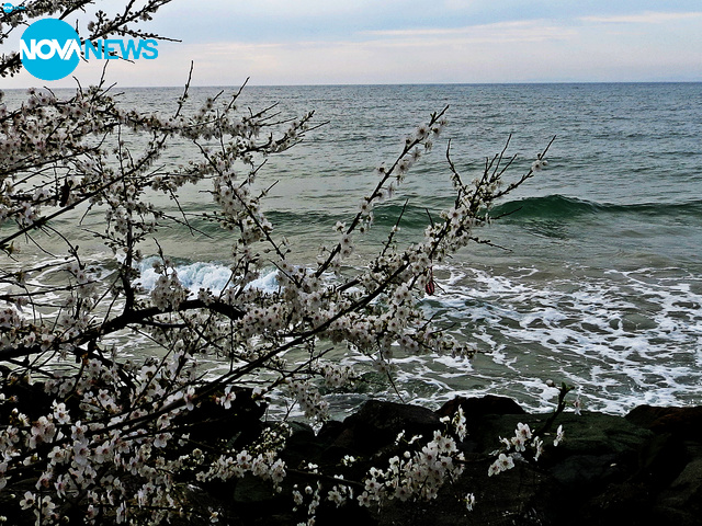 В Несебър се носи аромат на пролет!