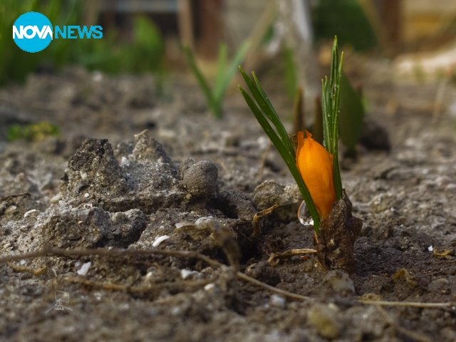 Пролетен цвят