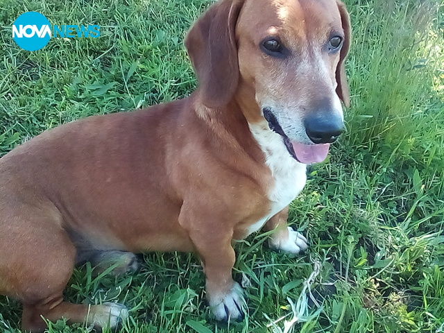 Малкият сладур на име Барончо