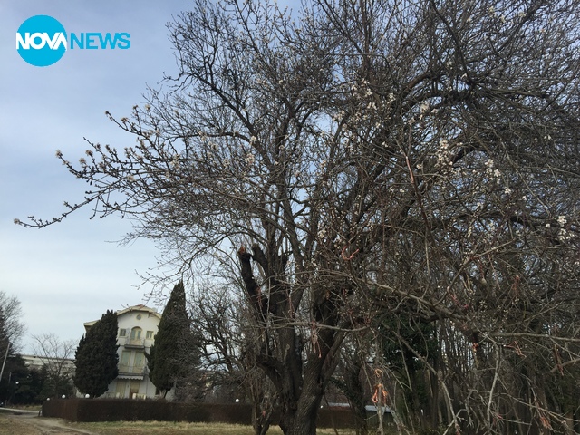 Цъфнало дърво в Морската градина във Варна