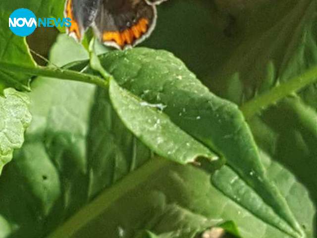 Пролет в Горско Калугерово