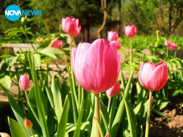 Розови лалета