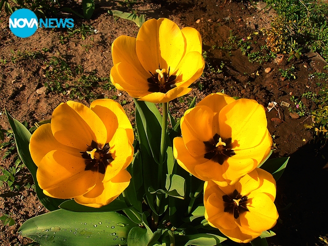 Жълти лалета