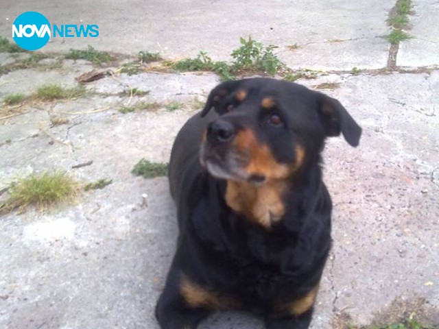 Изгубено куче в Мизия