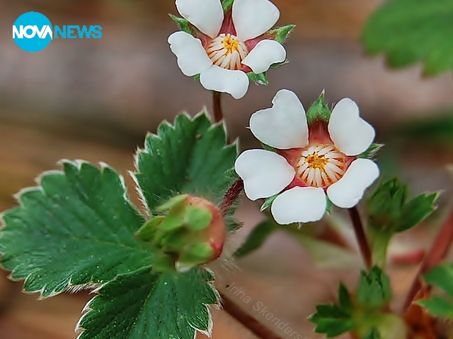 Диви горски ягоди