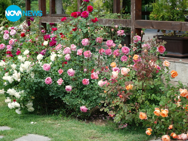 Рози от град Сливен