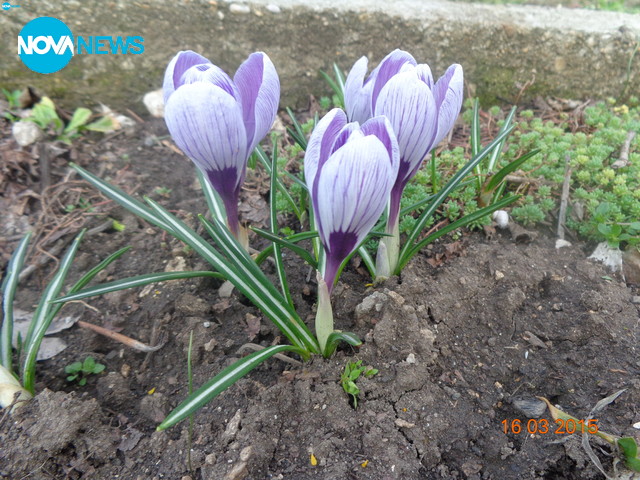 Красив Шумен