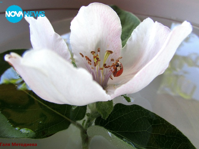 Остров за калинки