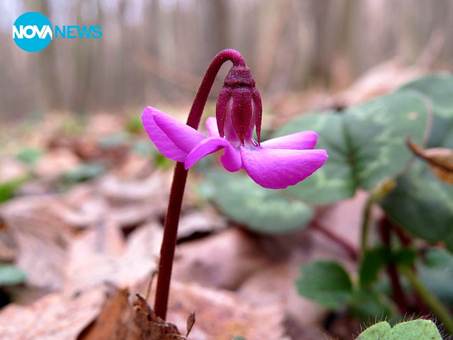 Първите пролетни ботурчета се усмихнаха