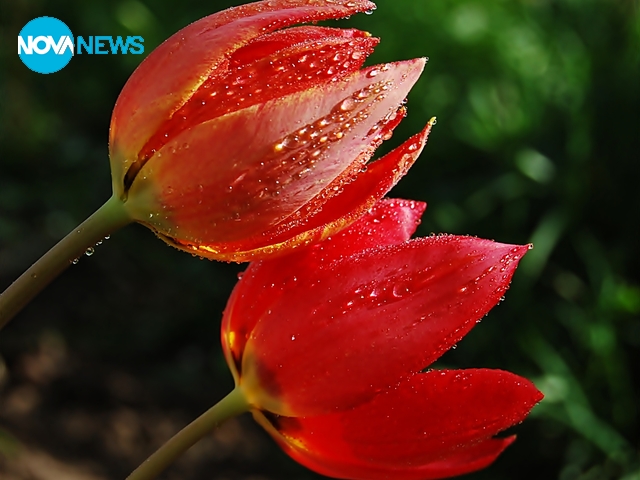 Нежно утро с лалета