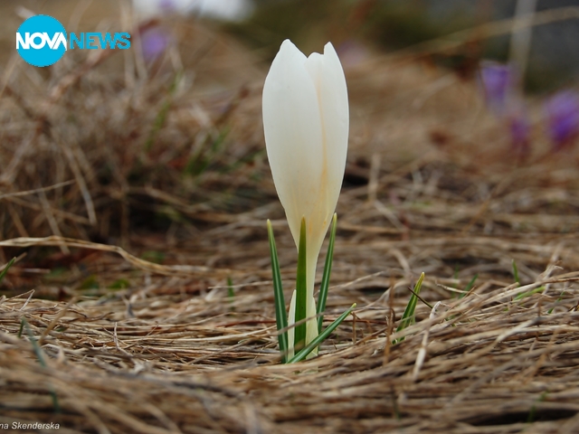 Чудото на Рила планина