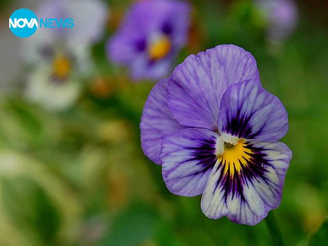 Цветно утро