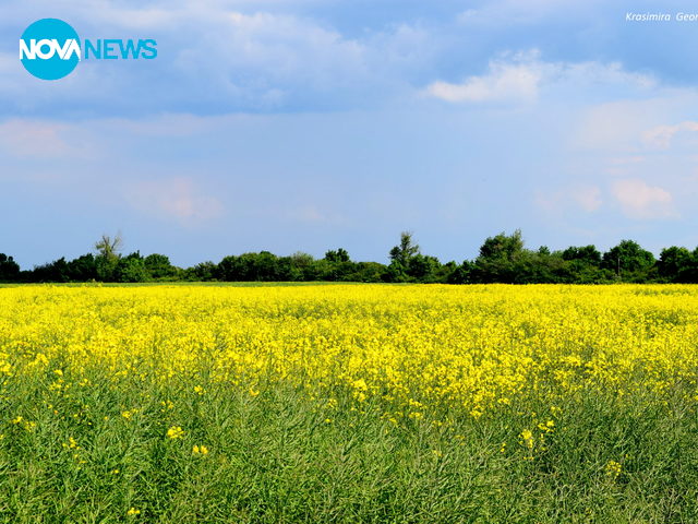 Рапично поле