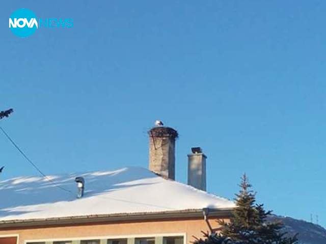 Щъркел на 5-и януари