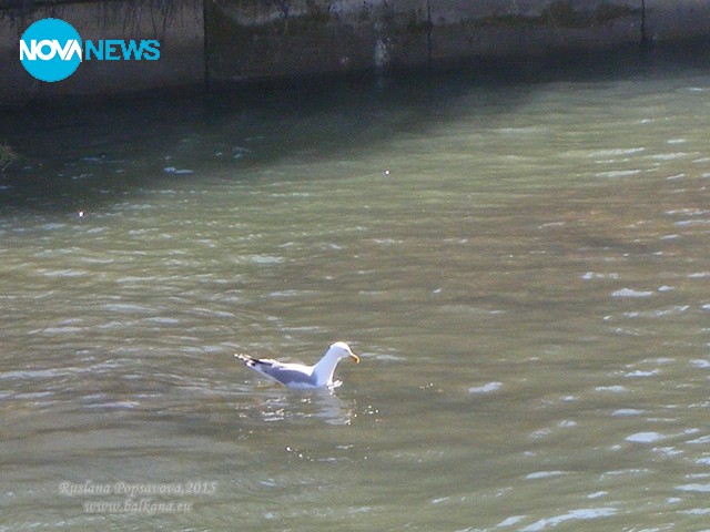 Красиви птици за късмет