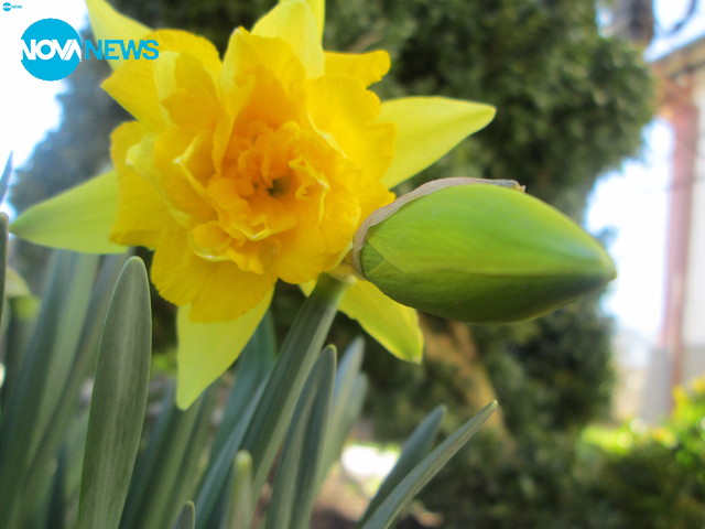 Красотата на нарцисите