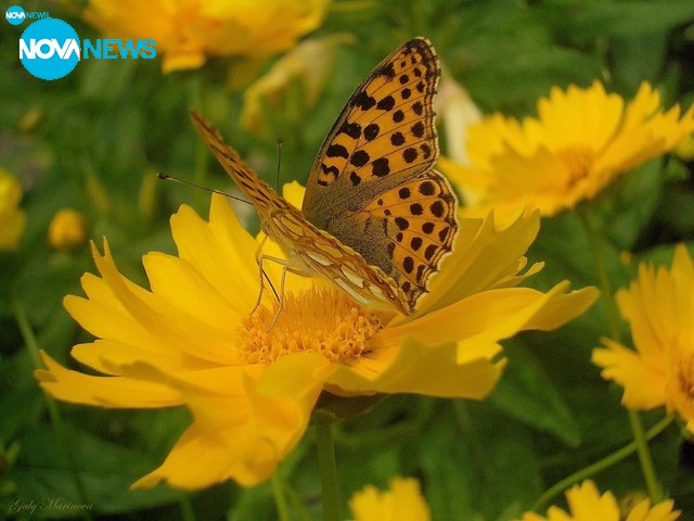За прогнозата на времето