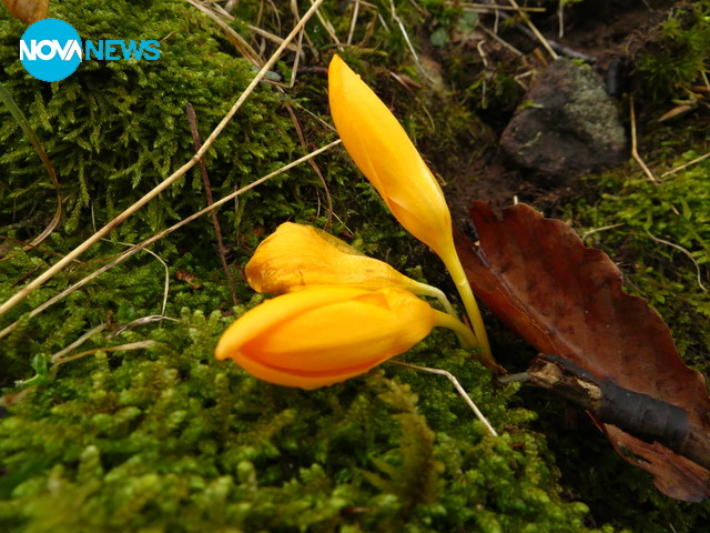 Честита Баба Марта от Врачанския Балкан!