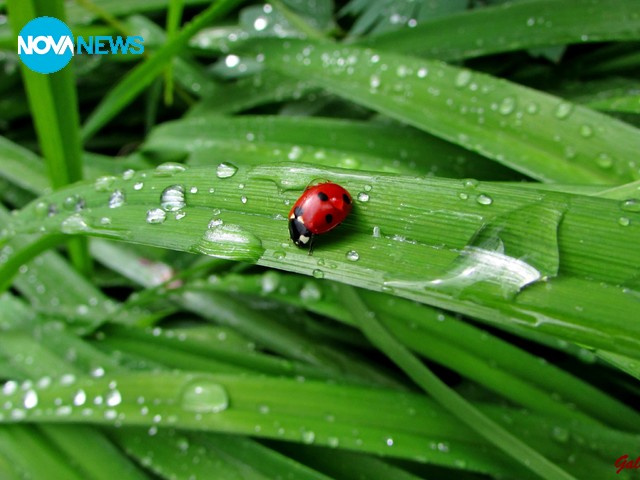 Калинка на разходка след дъжда