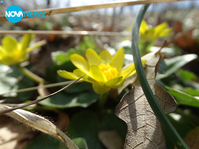 Пролетни цветя