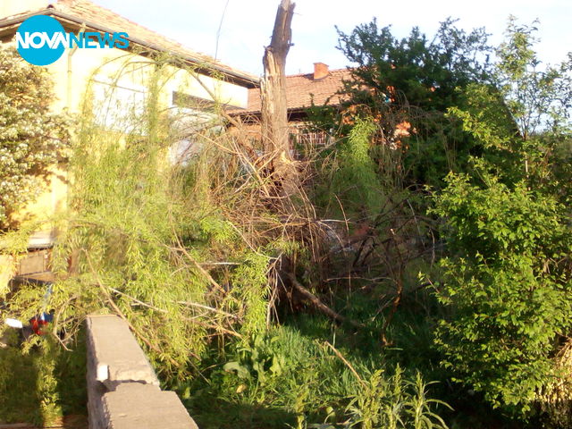 Зелен Кюстендил