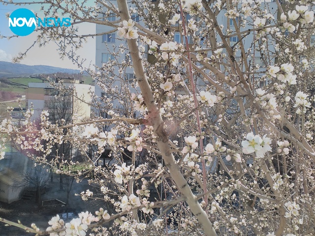 Подранила пролет