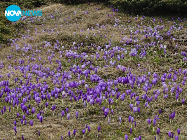 Минзухари в Рила