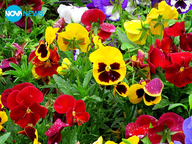 Красиви в дъжда