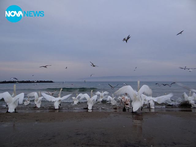 Утрото на брега на морето