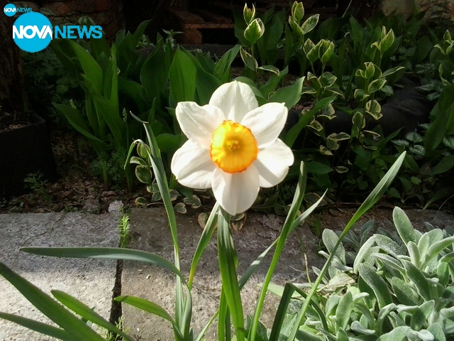 Нарцисът гордо стои...