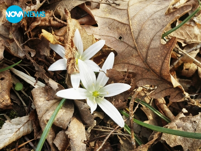 Снимка за прогнозата на Нова