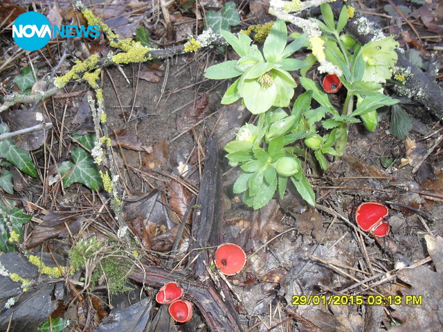 Пролет през януари в с. Бъзовец, обл. Русе