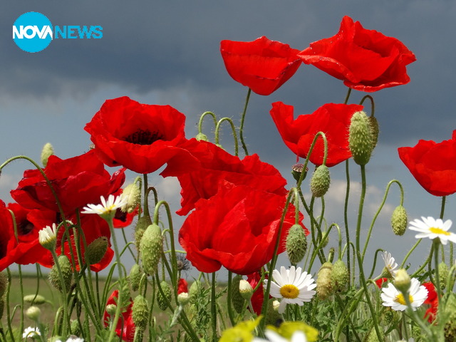 Цветни поляни