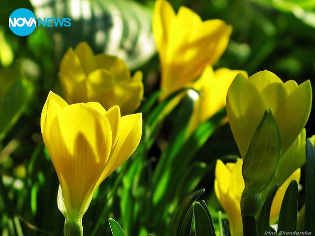 Слънчеви минзухари