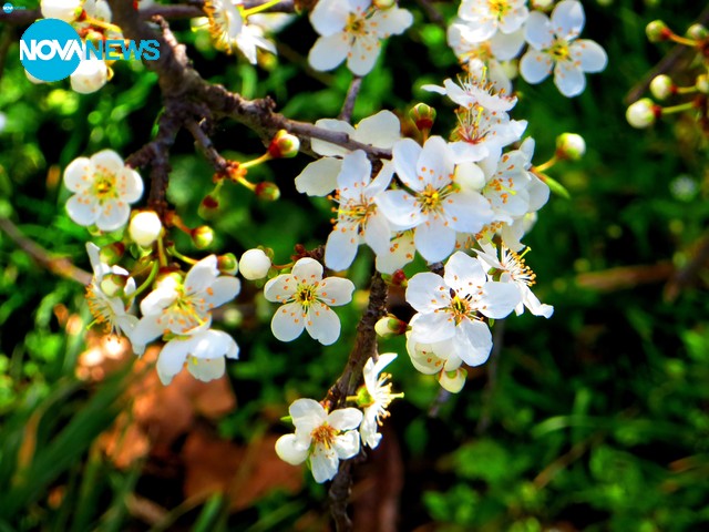 Пролетта пак почука на вратата...