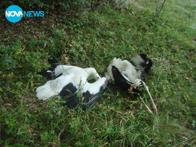 Зов за помощ за щъркели