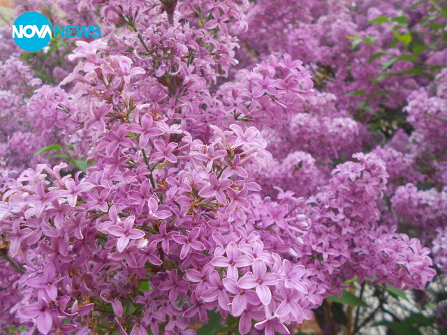 Люляково ухание