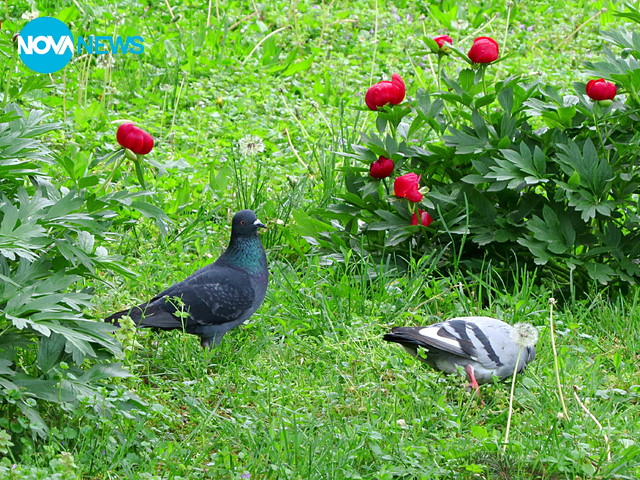 Среща при божурите