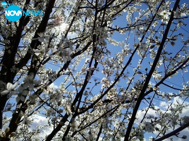 Пролетна идилия