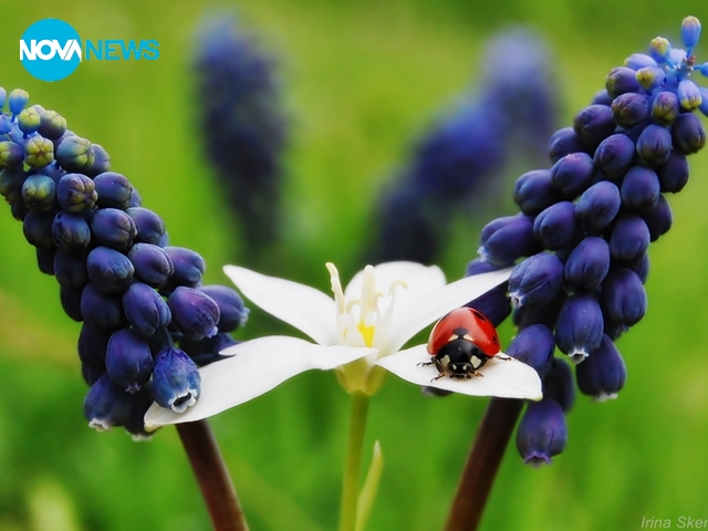 Красивата пролет и калинките